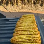 Colheita do milho de segunda safra avança em MS e já alcança 37,3% da área cultivada