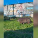 Caminhada matinal: Anta é flagrada passeando em cruzamento no Carandá Bosque