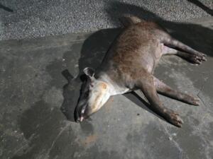 Anta morre 8 horas após ser atropelada e socorrida em estado grave em Bonito
