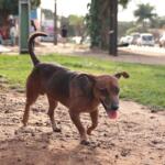 Câmara dos Deputados aprova cassação da CNH de quem abandona animal na rua