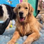 Calor de mais de 34ºC exige atenção redobrada com a saúde dos pets em Campo Grande