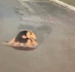 Mamãe tamanduá é flagrada carregando ‘filhote’ nas costas em MS e cena diverte internautas