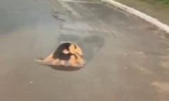Mamãe tamanduá é flagrada carregando ‘filhote’ nas costas em MS e cena diverte internautas