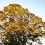 ‘Espetáculo da natureza’: Ipê-amarelo vira atração e colore Campo Grande