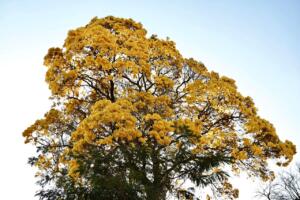 ‘Espetáculo da natureza’: Ipê-amarelo vira atração e colore Campo Grande