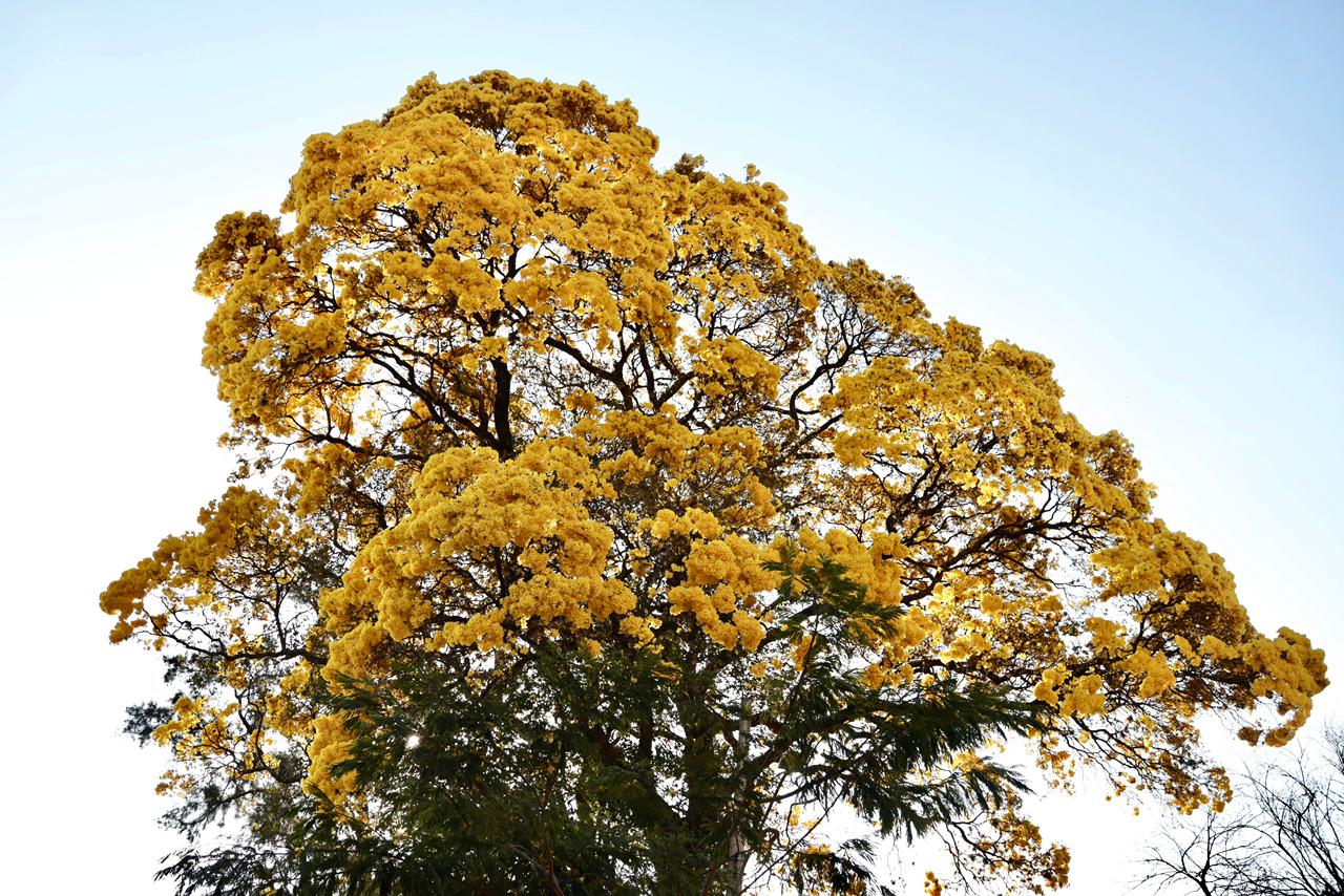 ‘Espetáculo da natureza’: Ipê-amarelo vira atração e colore Campo Grande