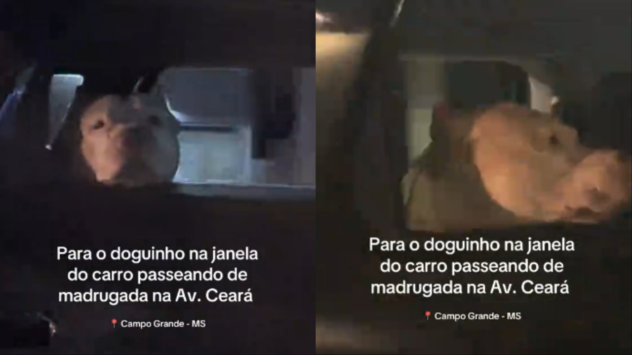 Conhece? American bully ‘sentindo o vento na cara’ viraliza ao passear de carro por Campo Grande