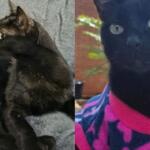Lembra da Amora? Gatinha abandonada ganha novo lar em Campo Grande