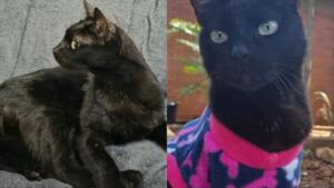 Lembra da Amora? Gatinha abandonada ganha novo lar em Campo Grande