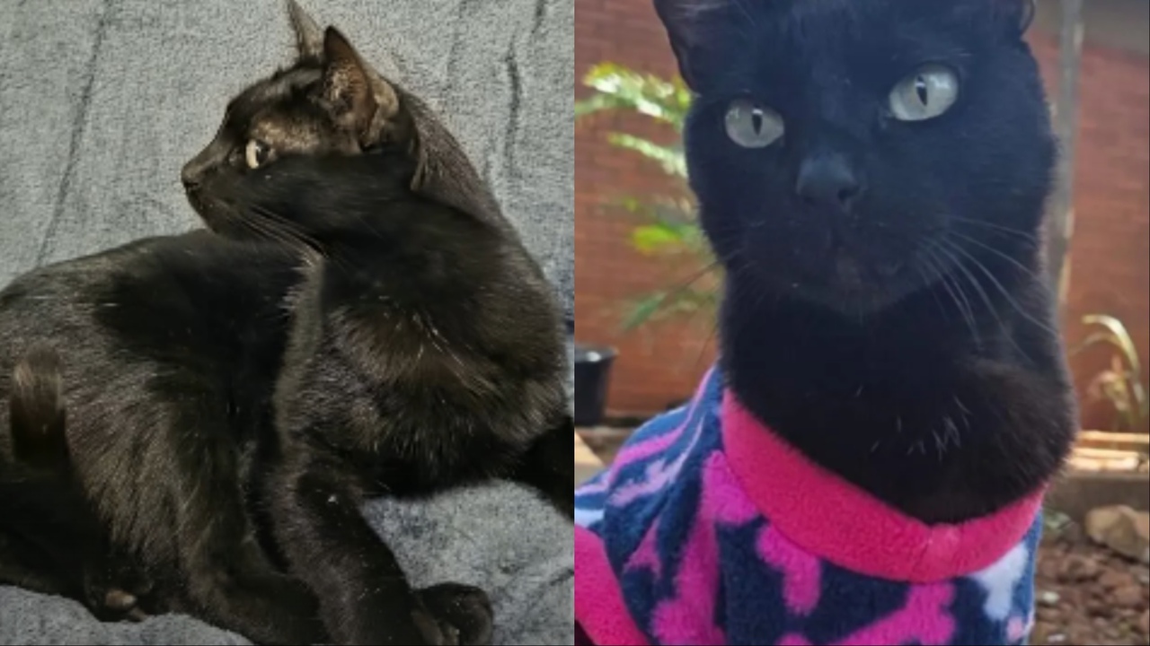 Lembra da Amora? Gatinha abandonada ganha novo lar em Campo Grande