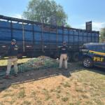 Motorista é preso com quase 200 kg de cocaína em caminhão que transportava gado