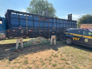 Motorista é preso com quase 200 kg de cocaína em caminhão que transportava gado
