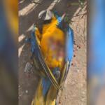 Mais uma: arara-canindé é encontrada morta na Vila Planalto, em Campo Grande