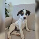 Família procura por cãozinho de suporte emocional de crianças com TEA