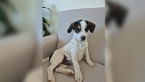 Família procura por cãozinho de suporte emocional de crianças com TEA