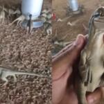 Compraria? Venda de dinossauros por R$ 500 atraiu interessados e indignados na web
