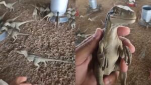 Compraria? Venda de dinossauros por R$ 500 atrai interessados e indignados na web