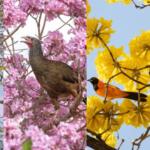 Impossível escolher? Registros de aves entre ipês no Pantanal encantam a web: ‘Gostei de todas’