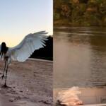 Tuiuiú se aproxima de pescador e a cena é considerada um privilégio de sul-mato-grossense