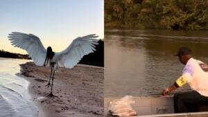 Tuiuiú se aproxima de pescador e a cena é considerada um privilégio de sul-mato-grossense