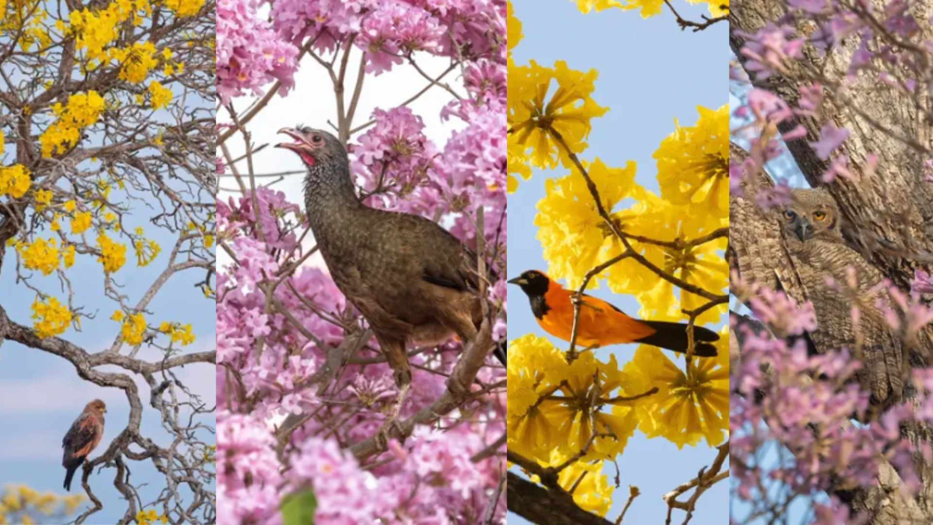Impossível escolher? Registros de aves entre ipês no Pantanal encantam a web: ‘Gostei de todas’
