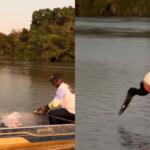 Cena encantadora de pescador com tuiuiú em MS acende alerta sobre ceva
