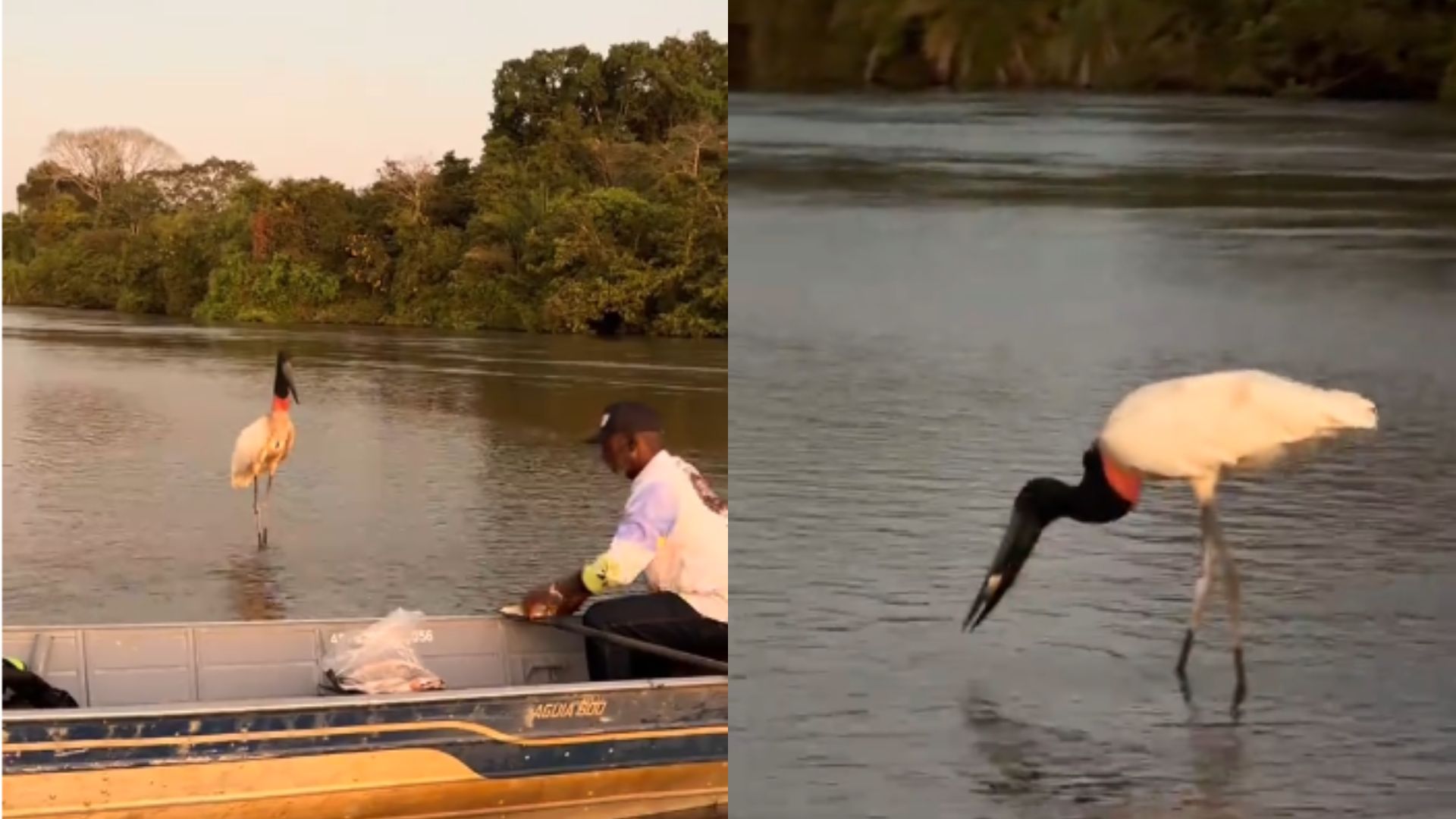 Cena encantadora de pescador com tuiuiú em MS acende alerta sobre ceva