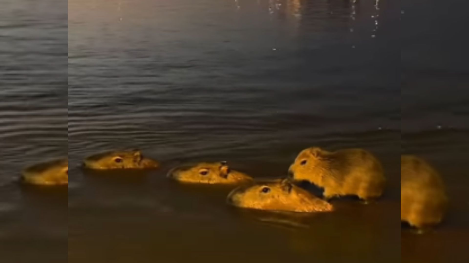 Capivara com ‘filho preferido’ chama atenção nas redes e cantor de MS afirma: ‘Eu que filmei’