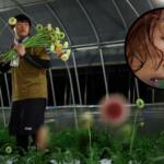 Com casos de insolação, agricultores do Japão trocam o dia pela noite