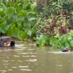 Cachorro-d’água? Apesar de fofo, animal vive no Pantanal e é capaz de assustar até onça