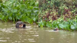 Cachorro-d’água? Animal que vive em rio no Pantanal assusta até onça