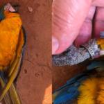 Filhote de arara-canindé monitorado morre após tocar em fio de alta tensão no bairro São Conrado