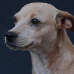 cão – cachorro – pet – animais (1)