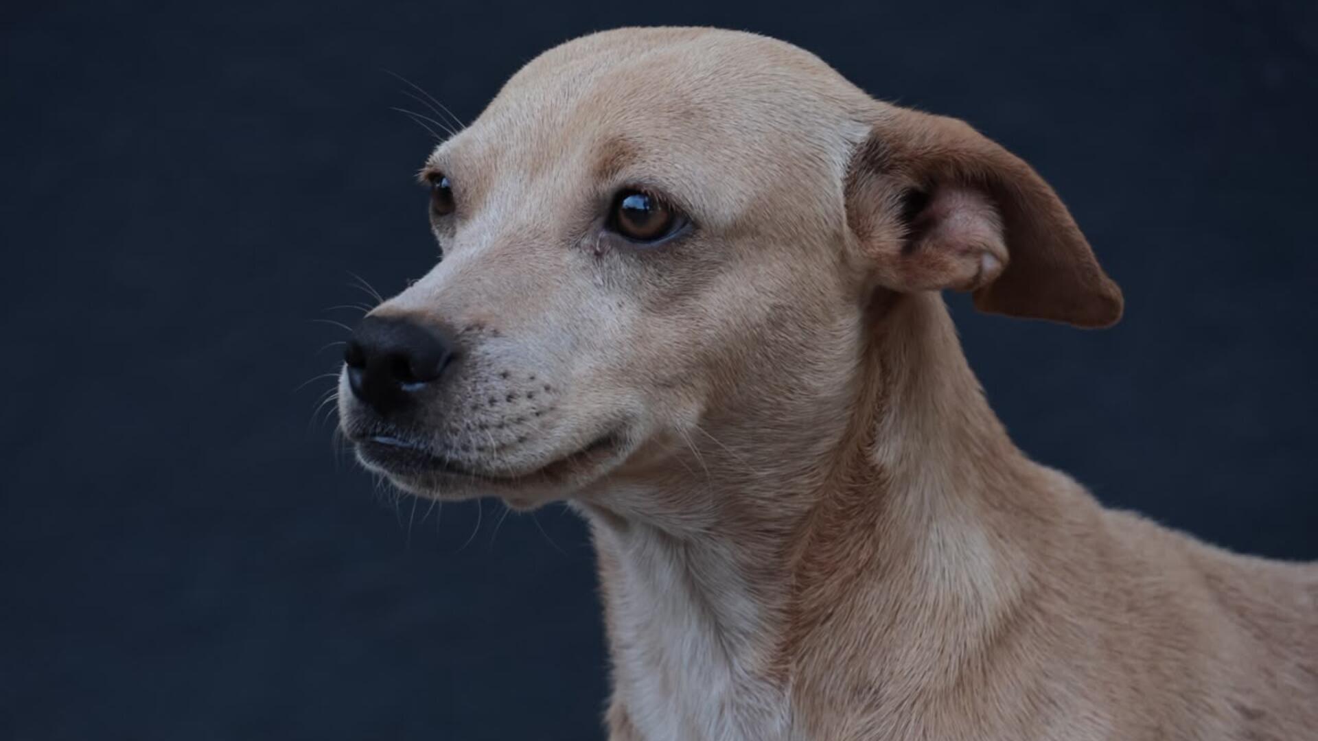 cão – cachorro – pet – animais (1)