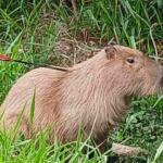 Capivara é encontrada com flecha cravada no corpo na Avenida Ernesto Geisel