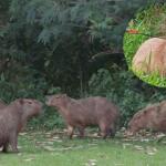 PMA segue na busca por capivara que levou flechada em Campo Grande