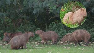 PMA segue na busca por capivara que levou flechada em Campo Grande