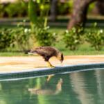 carcara na piscina