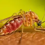 SP confirma dois casos de febre do Nilo Ocidental  