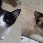 Atenção, gateiros! Feira de adoção terá 15 gatos à espera de um novo lar