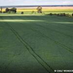 Senado aprova plano para fabricação de fertilizantes no Brasil