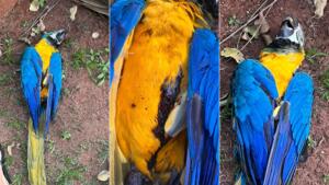 Moradora da Vila Alba denuncia morte de arara e suspeita de tiros de chumbinho