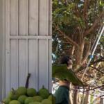 ‘Match das Frutas’ conecta vizinhos e evita que alimentos acabem no lixo em MS