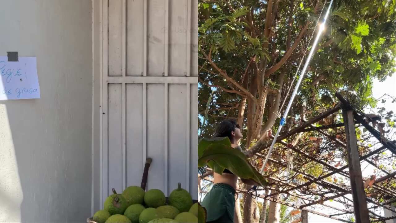 ‘Match das Frutas’ conecta vizinhos e evita que alimentos acabem no lixo em MS