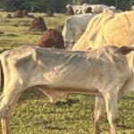 Investigação apura maus-tratos a bois esqueléticos em fazenda de Cassilândia