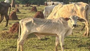 Investigação apura maus-tratos a bois esqueléticos em fazenda de Cassilândia
