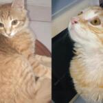 Viu o Satanás? Tutora oferece recompensa para quem encontrar gato desaparecido no Cabreúva