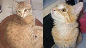 Viu o Satanás? Tutora oferece recompensa para quem encontrar gato desaparecido no Cabreúva