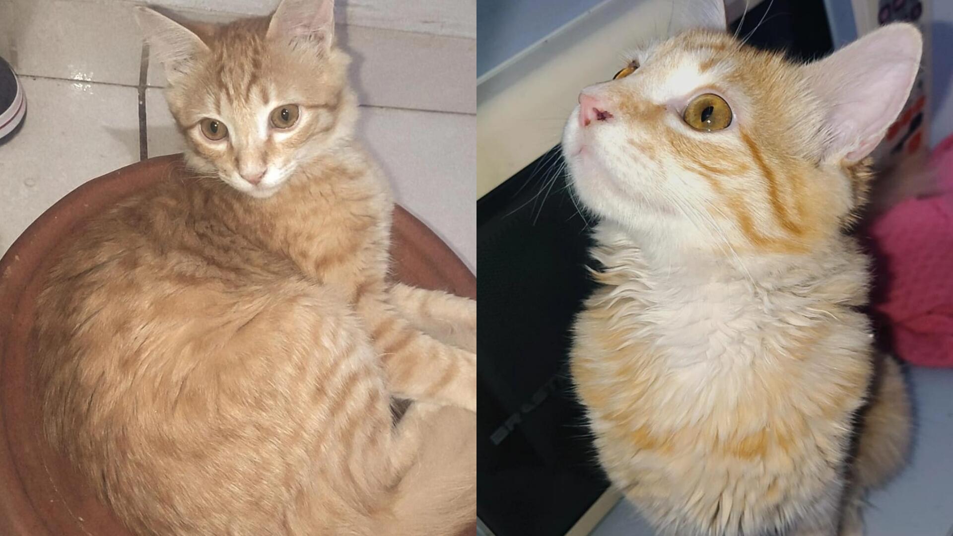 Viu o Satanás? Tutora oferece recompensa para quem encontrar gato desaparecido no Cabreúva