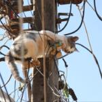‘Gato-aranha’? Felino fica preso em fiação e mobiliza resgate no bairro São Conrado